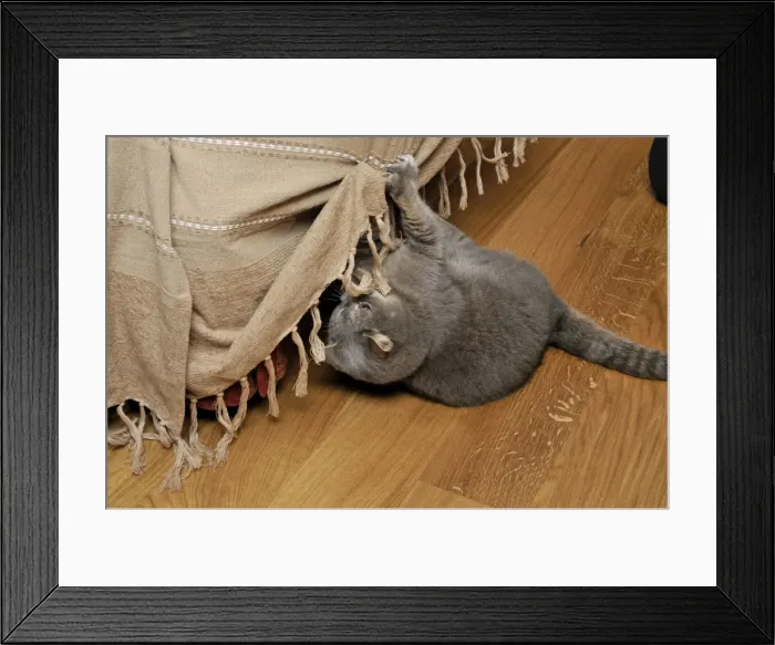 Framed Print : Cat - scratching furniture Framed Print : Cat - scratching furniture