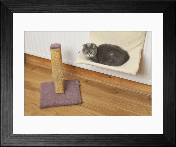 Framed Print : Cat - on cat bed next to scratching post Framed Print : Cat - on cat bed next to scratching post