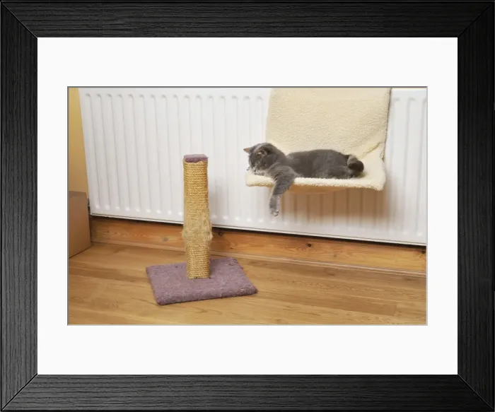 Framed Print : Cat asleep on cat bed next to scratching post Framed Print : Cat asleep on cat bed next to scratching post