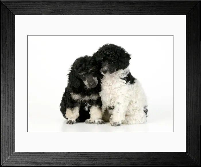Framed Print : Dog. Toy poodles (party and phantom colour, 9 weeks old) Framed Print : Dog. Toy poodles (party and phantom colour, 9 weeks old)