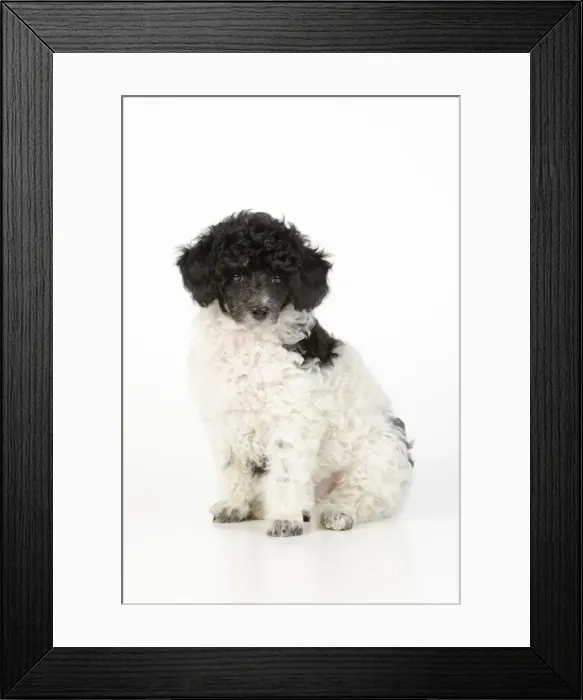 Framed Print : Dog. Toy poodles (party colour, 9 weeks old) Framed Print : Dog. Toy poodles (party colour, 9 weeks old)