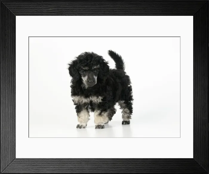 Framed Print : Dog. Toy poodles (phantom colour, 9 weeks old) Framed Print : Dog. Toy poodles (phantom colour, 9 weeks old)