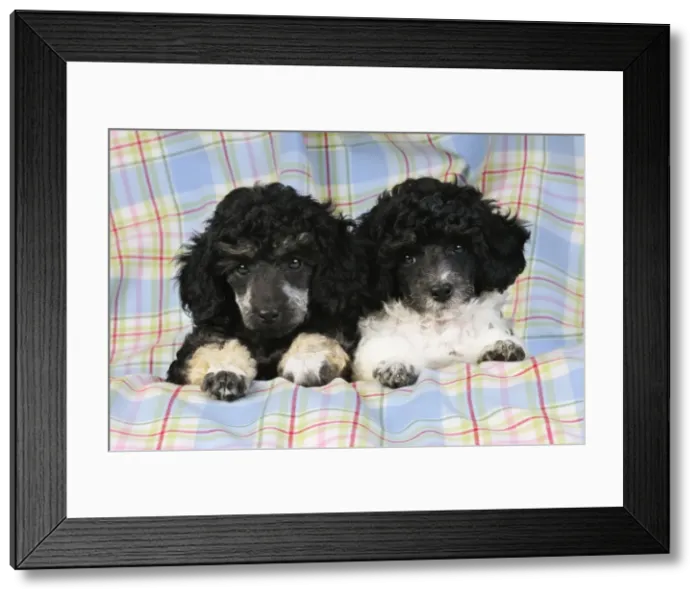 Framed Print : Dog. Toy poodles (party and phantom colour, 9 weeks old)