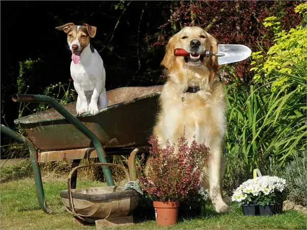 DOG. Jack russell terrier and golden retreiver helping in the garden