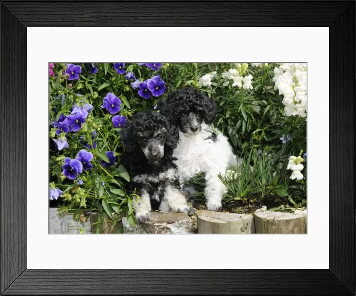 Framed Print : Dog. Toy poodles (party and phantom colour, 9 weeks old) in flowers Framed Print : Dog. Toy poodles (party and phantom colour, 9 weeks old) in flowers