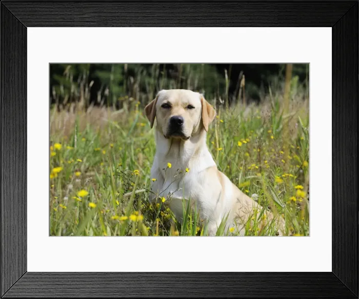 Framed Print : Dog. Labrador in field Framed Print : Dog. Labrador in field