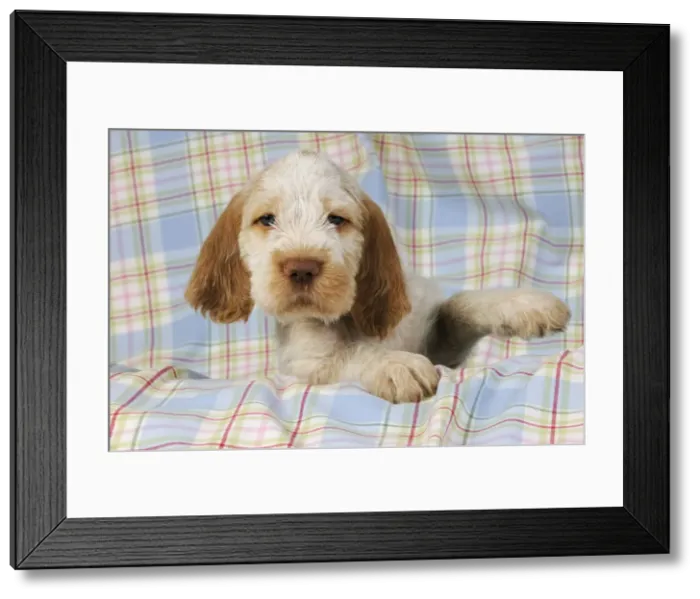 Framed Print : Dog. Spinone puppy (8 weeks old) Framed Print : Dog. Spinone puppy (8 weeks old)