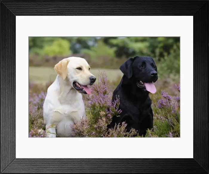 Framed Print : Dog. Labradors in field Framed Print : Dog. Labradors in field