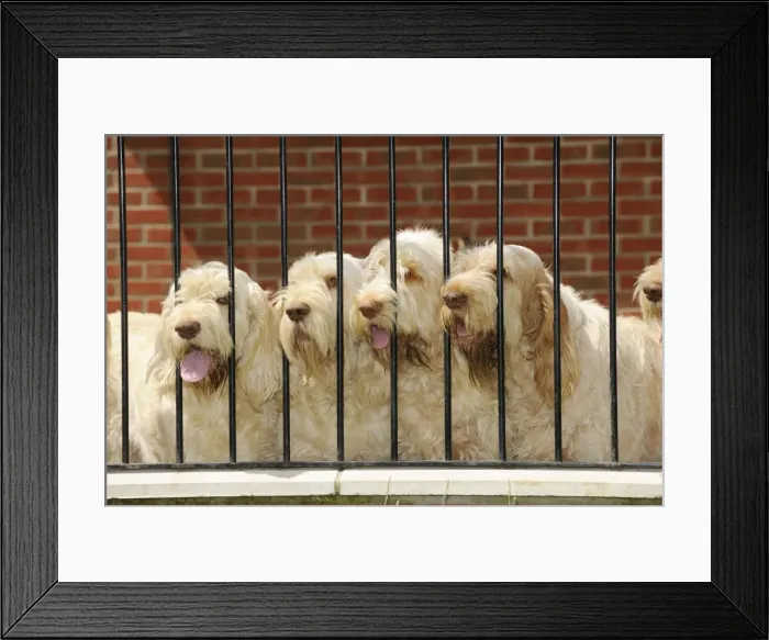 Framed Print : Dog. Spinones Framed Print : Dog. Spinones