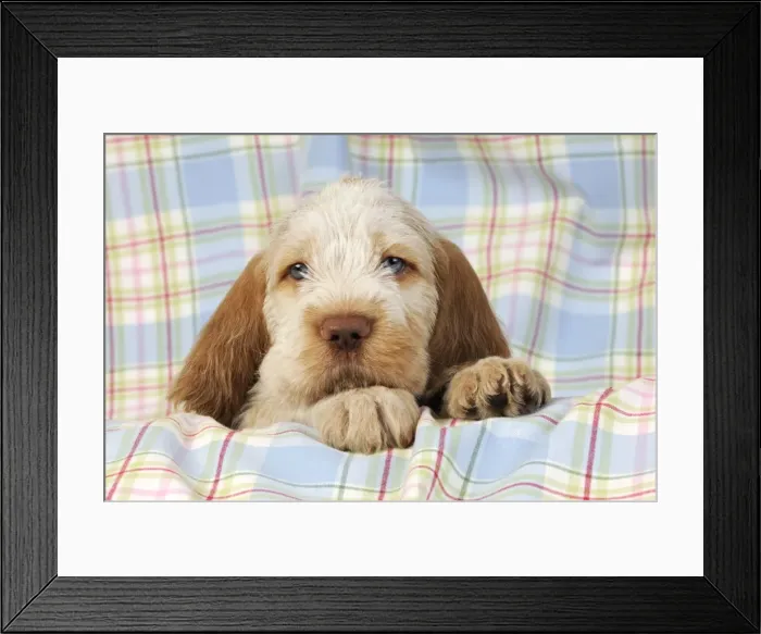 Framed Print : Dog. Spinone puppy (8 weeks old) Framed Print : Dog. Spinone puppy (8 weeks old)