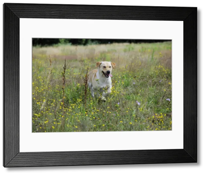 Framed Print : Dog. Labrador running in field Framed Print : Dog. Labrador running in field