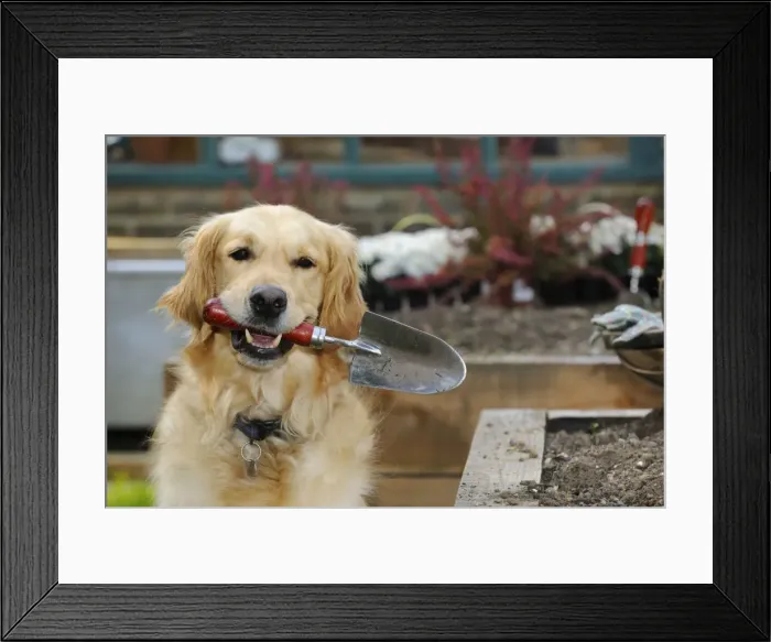 Framed Print : DOG. Golden retriever holding trowel in garden Framed Print : DOG. Golden retriever holding trowel in garden