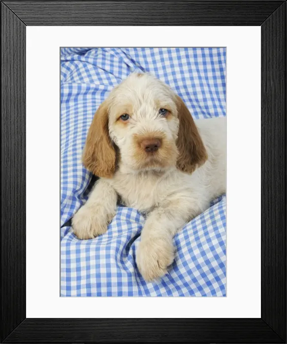 Framed Print : Dog. Spinone puppy (8 weeks old) Framed Print : Dog. Spinone puppy (8 weeks old)
