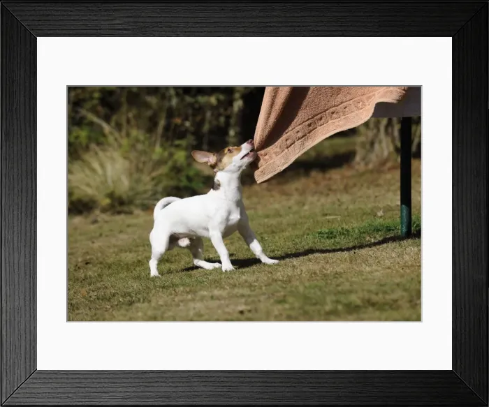 Framed Print : DOG. Jack russell terrier pulling washing off washing line