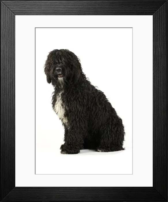 Framed Print : Dog. Barbet Framed Print : Dog. Barbet