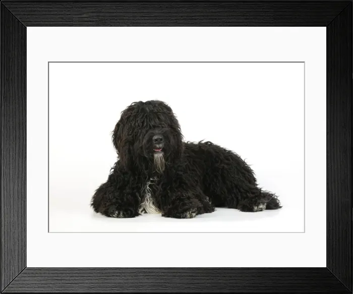 Framed Print : Dog. Barbet Framed Print : Dog. Barbet