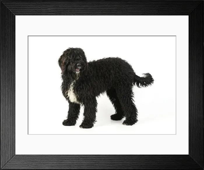 Framed Print : Dog. Barbet Framed Print : Dog. Barbet