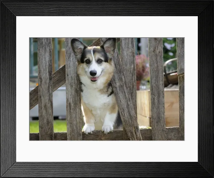 Framed Print : DOG. Welsh corgie looking through garden fence Framed Print : DOG. Welsh corgie looking through garden fence
