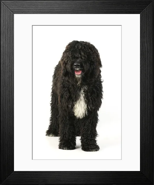 Framed Print : Dog. Barbet Framed Print : Dog. Barbet