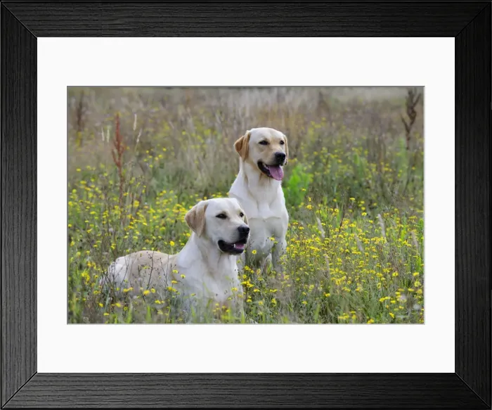 Framed Print : Dog. Labradors in field Framed Print : Dog. Labradors in field