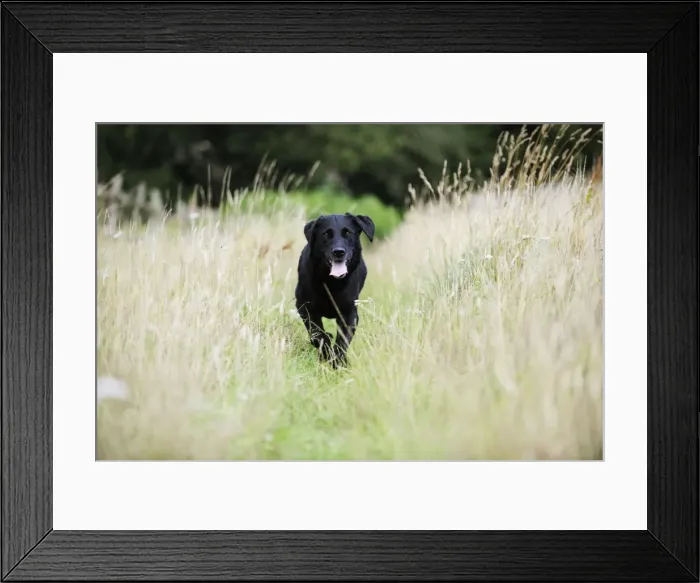 Framed Print : Dog. Black labrador running in field Framed Print : Dog. Black labrador running in field