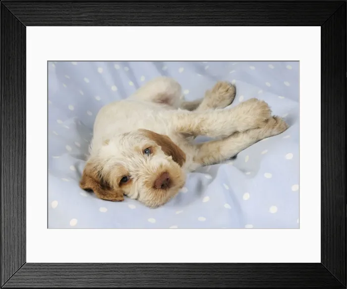 Framed Print : Dog. Spinone puppy (8 weeks) laying down Framed Print : Dog. Spinone puppy (8 weeks) laying down