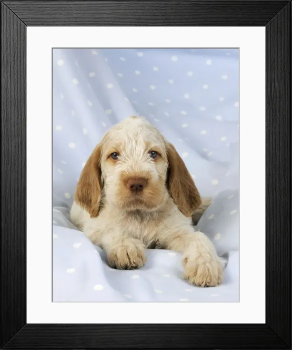 Framed Print : Dog. Spinone puppy (8 weeks) laying down Framed Print : Dog. Spinone puppy (8 weeks) laying down