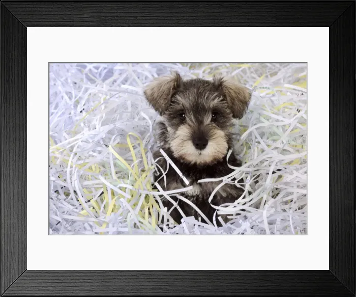 Framed Print : DOG. Schnauzer puppy sitting in paper shreddings (close up) Framed Print : DOG. Schnauzer puppy sitting in paper shreddings (close up)