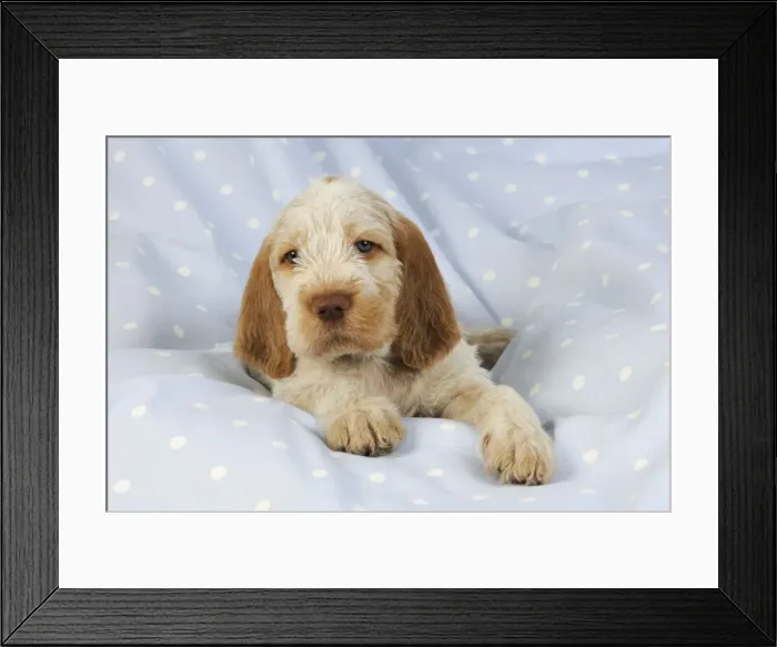 Framed Print : Dog. Spinone puppy (8 weeks) laying down Framed Print : Dog. Spinone puppy (8 weeks) laying down