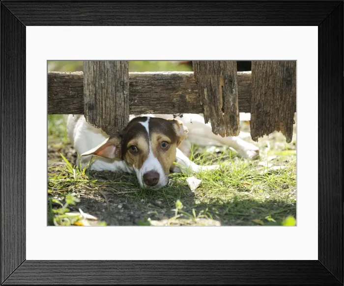 Framed Print : DOG. Jack russell terrier looking through garden fence Framed Print : DOG. Jack russell terrier looking through garden fence