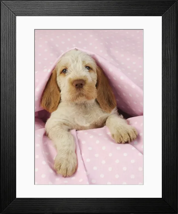 Framed Print : Dog. Spinone puppy (8 weeks) laying down on pink background Digital Manipulation: beackgroung colour peach to pink Framed Print : Dog. Spinone puppy (8 weeks) laying down on pink background Digital Manipulation: beackgroung colour peach to pink