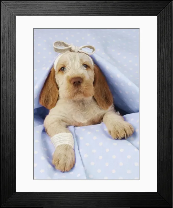 Framed Print : Dog. Spinone puppy (8 weeks) laying down on pink background. Get well. Digital Manipulation: beackground colour peach to blue. Bandages JD Framed Print : Dog. Spinone puppy (8 weeks) laying down on pink background. Get well. Digital Manipulation: beackground colour peach to blue. Bandages JD