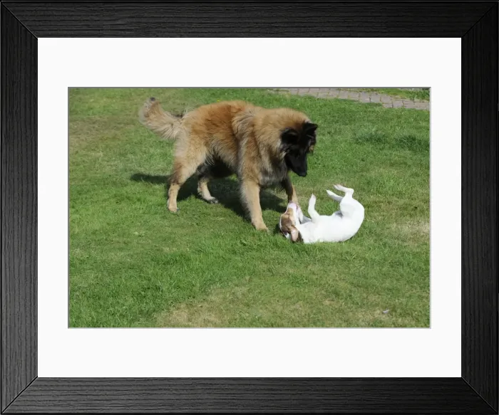 Framed Print : DOG. Jack russell playing with larger dog being submissive Framed Print : DOG. Jack russell playing with larger dog being submissive