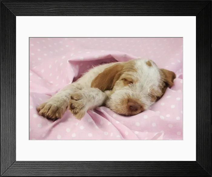 Framed Print : Dog. Spinone puppy (8 weeks) laying down on pink background Digital Manipulation: background colour peach to pink Framed Print : Dog. Spinone puppy (8 weeks) laying down on pink background Digital Manipulation: background colour peach to pink