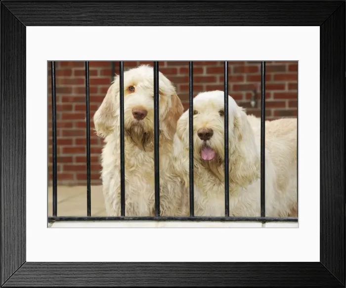 Framed Print : Dog. Spinones behind bars Framed Print : Dog. Spinones behind bars