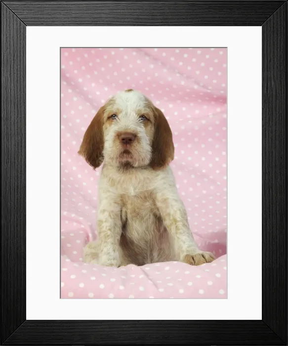 Framed Print : Dog. Spinone puppy (8 weeks) laying down on pink background Digital Manipulation: background colour peach to pink Framed Print : Dog. Spinone puppy (8 weeks) laying down on pink background Digital Manipulation: background colour peach to pink