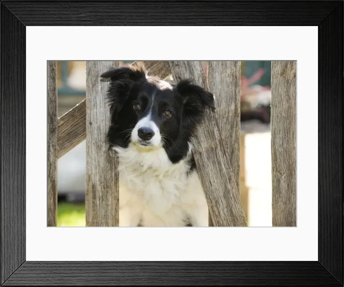 Framed Print : DOG. Border collie looking through garden fence Framed Print : DOG. Border collie looking through garden fence