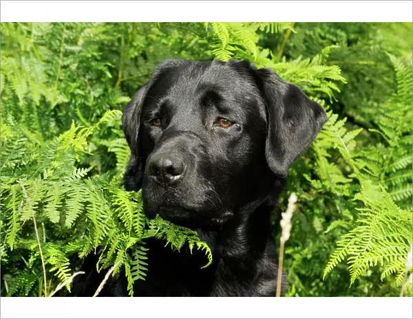 Dog. Black labrador sitting in ferns