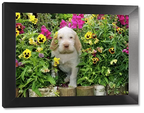 Dog. Spinone in flowers