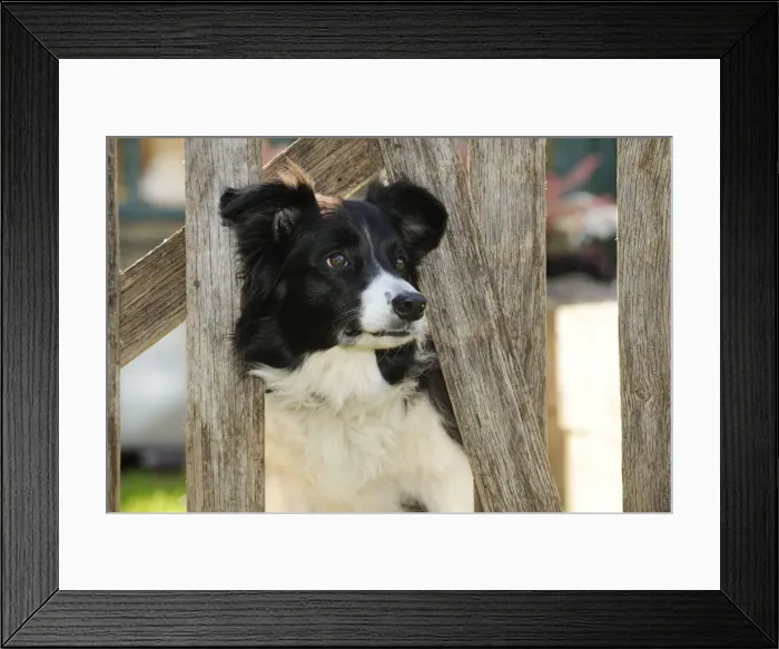 Framed Print : DOG. Border collie looking through garden fence Framed Print : DOG. Border collie looking through garden fence