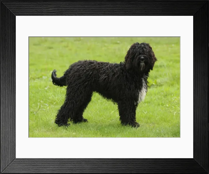 Framed Print : Dog. Barbet in field Framed Print : Dog. Barbet in field
