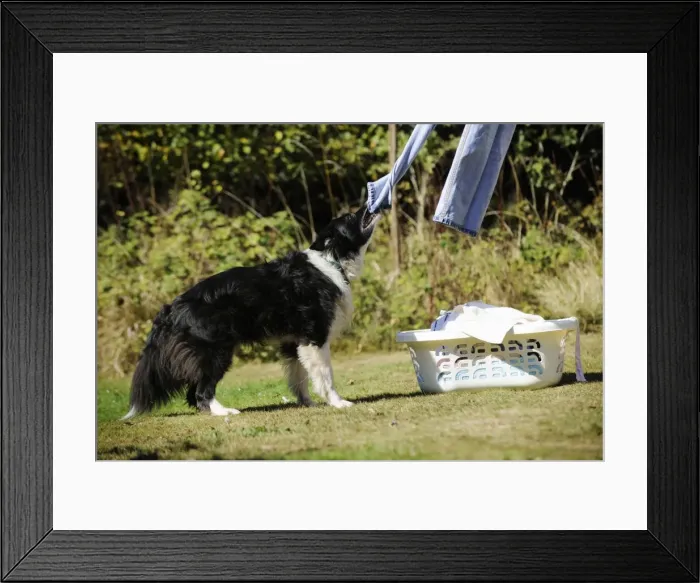 Framed Print : DOG. Border collie pulling washing off washing line Framed Print : DOG. Border collie pulling washing off washing line