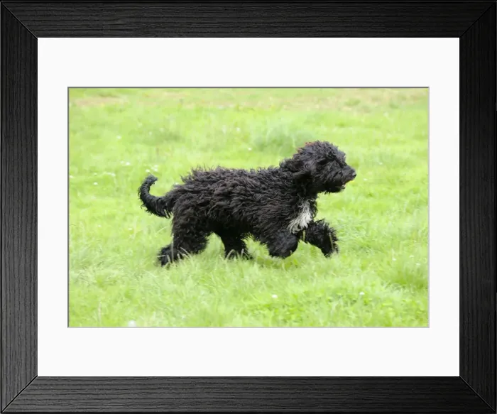Framed Print : Dog. Barbet running in field Framed Print : Dog. Barbet running in field