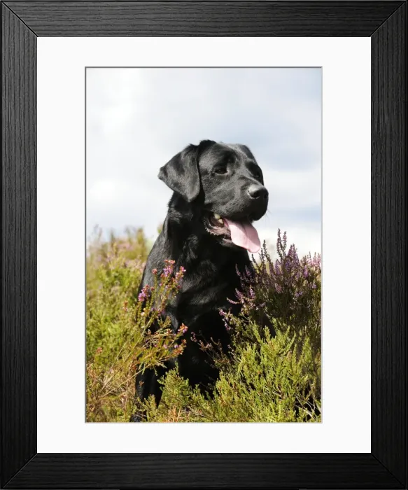 Framed Print : Dog. Labrador in field Framed Print : Dog. Labrador in field