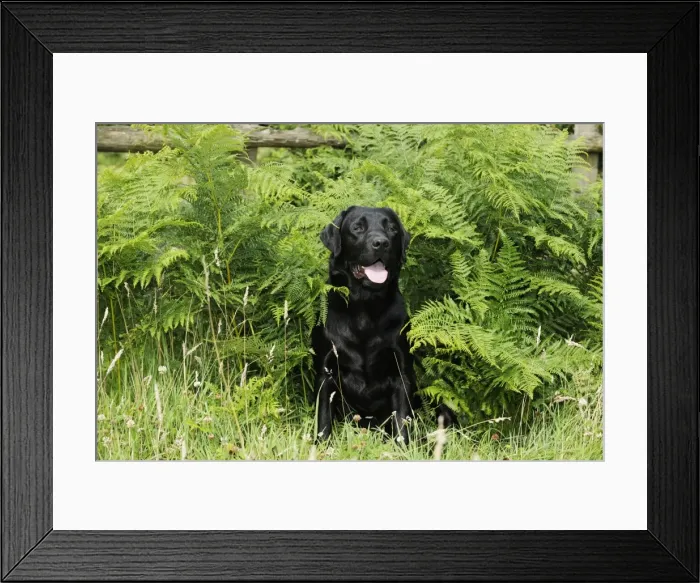 Framed Print : Dog. Black labrador sitting in ferns Framed Print : Dog. Black labrador sitting in ferns