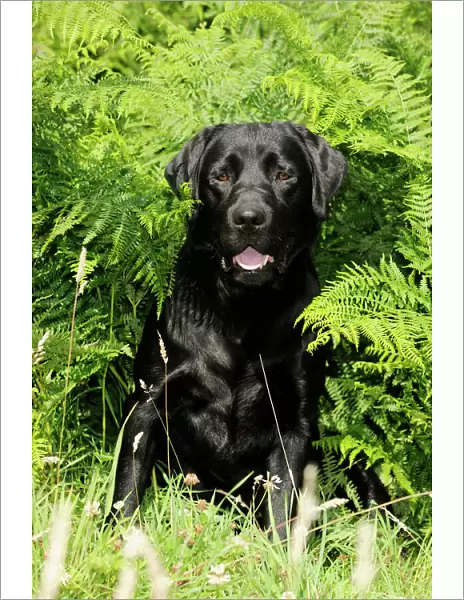 Dog. Black labrador sitting in ferns