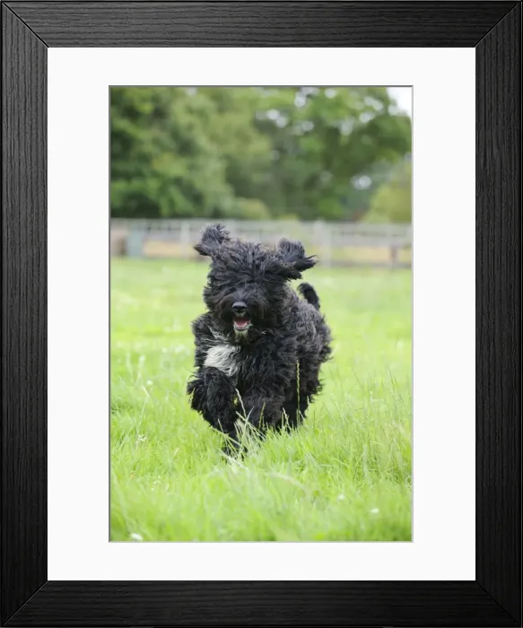 Framed Print : Dog. Barbet running in field Framed Print : Dog. Barbet running in field