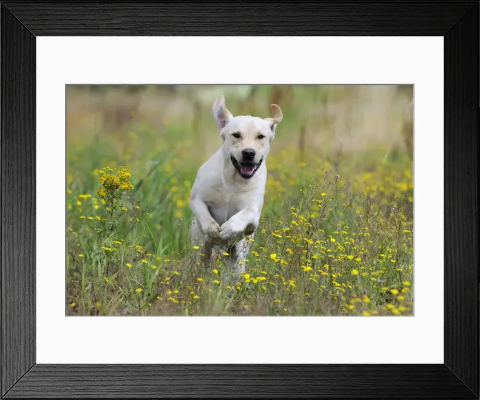 Framed Print : Dog. Labrador running in field Framed Print : Dog. Labrador running in field