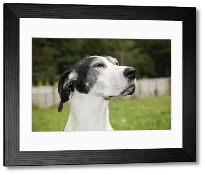 Framed Print : Dog. Very old great dane Framed Print : Dog. Very old great dane