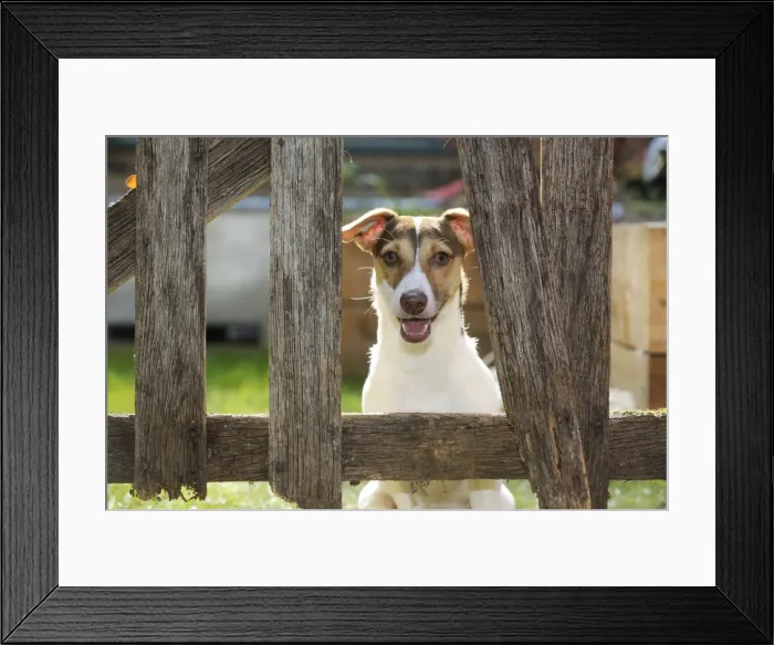 Framed Print : DOG. Jack russell terrier looking through garden fence Framed Print : DOG. Jack russell terrier looking through garden fence